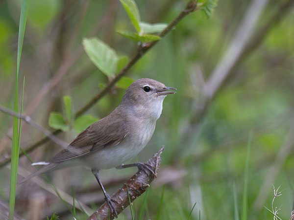 Lehtokerttu, Garden Warbler, Sylvia borin