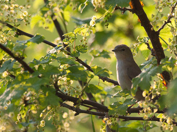 Lehtokerttu, Garden Warbler, Sylvia borin