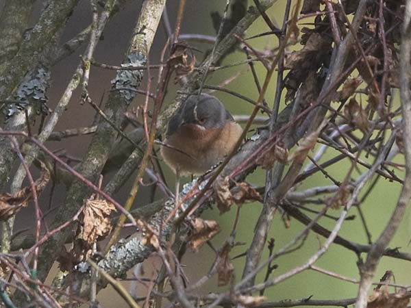 Rusorintakerttu, Subalpine Warbler, Sylvia cantillans