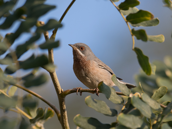 Rusorintakerttu, Subalpine Warbler, Sylvia cantillans