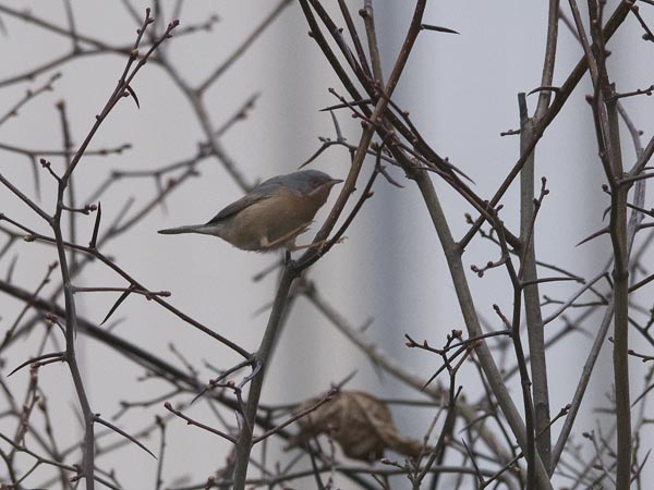 Rusorintakerttu, Subalpine Warbler, Sylvia cantillans