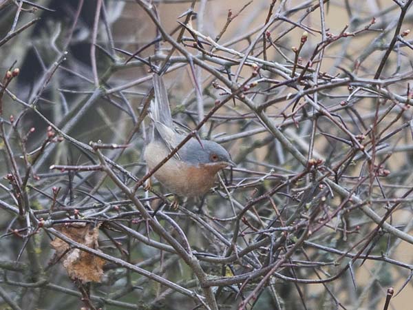 Rusorintakerttu, Subalpine Warbler, Sylvia cantillans