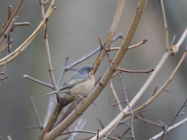 Rusorintakerttu, Subalpine Warbler, Sylvia cantillans