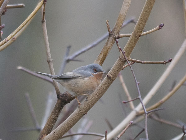 Rusorintakerttu, Subalpine Warbler, Sylvia cantillans