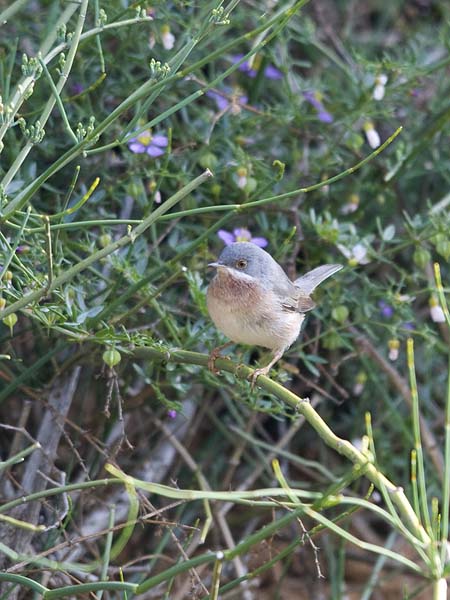Rusorintakerttu, Subalpine Warbler, Sylvia cantillans