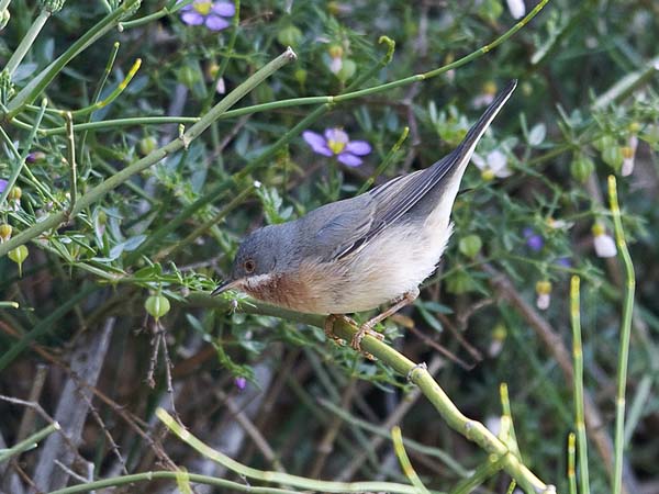 Rusorintakerttu, Subalpine Warbler, Sylvia cantillans