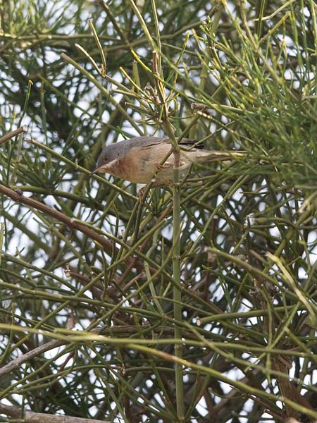 Rusorintakerttu, Subalpine Warbler, Sylvia cantillans