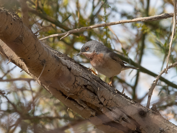 Rusorintakerttu, Subalpine Warbler, Sylvia cantillans
