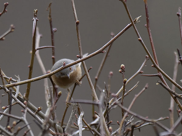 Rusorintakerttu, Subalpine Warbler, Sylvia cantillans