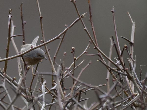 Rusorintakerttu, Subalpine Warbler, Sylvia cantillans
