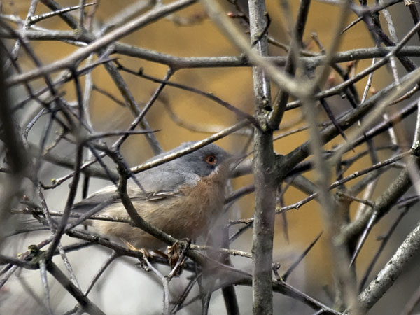 Rusorintakerttu, Subalpine Warbler, Sylvia cantillans