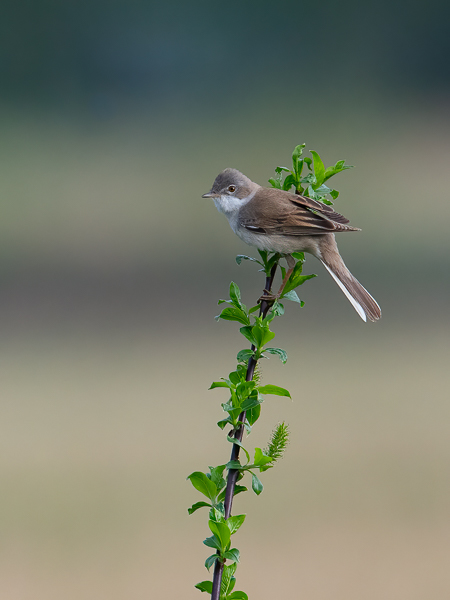 Pensaskerttu, Common Whitethroat, Sylvia communis