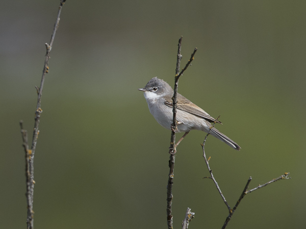 Pensaskerttu, Common Whitethroat, Sylvia communis