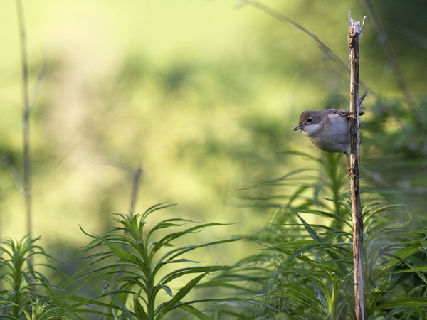 Pensaskerttu, Common Whitethroat, Sylvia communis