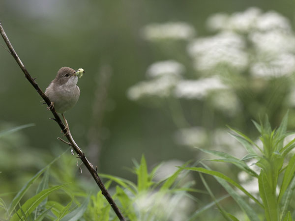 Pensaskerttu, Common Whitethroat, Sylvia communis
