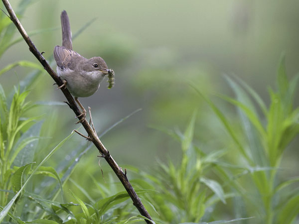Pensaskerttu, Common Whitethroat, Sylvia communis