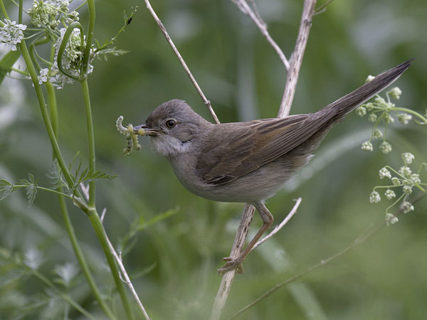 Pensaskerttu, Common Whitethroat, Sylvia communis