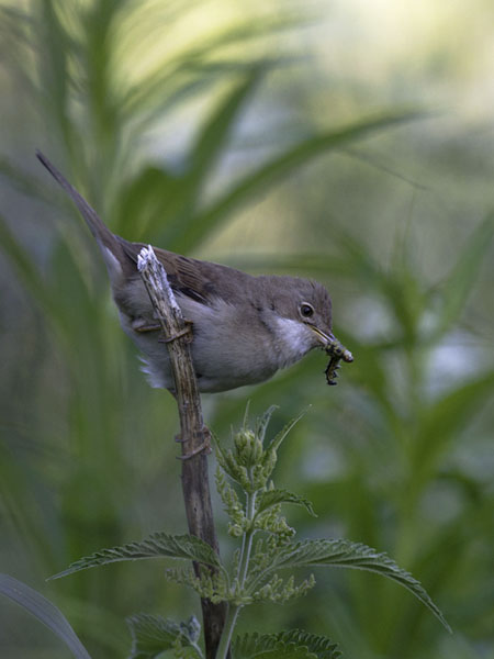 Pensaskerttu, Common Whitethroat, Sylvia communis