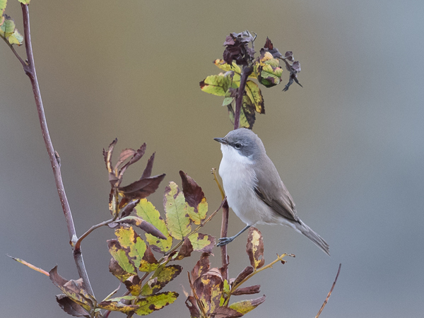 Hernekerttu, Lesser Whitethroat, Sylvia curruca