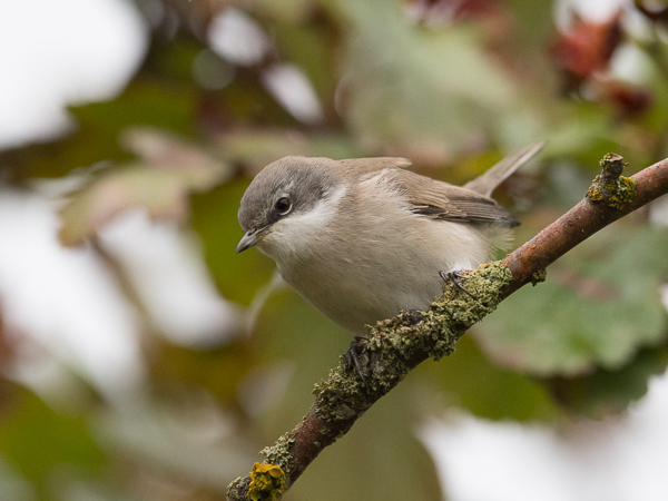 Hernekerttu, Lesser Whitethroat, Sylvia curruca