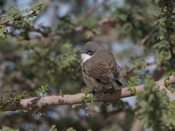 Hernekerttu, Lesser Whitethroat, Sylvia curruca