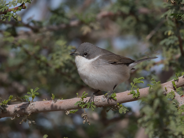 Hernekerttu, Lesser Whitethroat, Sylvia curruca