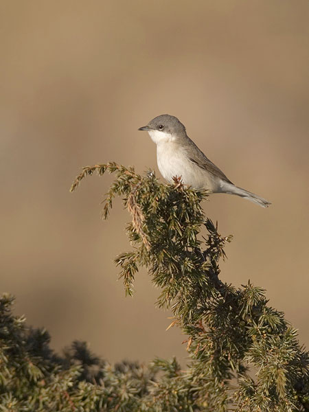 Hernekerttu, Lesser Whitethroat, Sylvia curruca