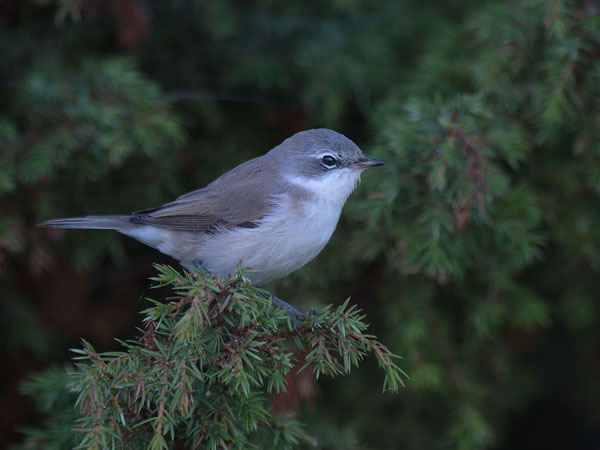 Hernekerttu, Lesser Whitethroat, Sylvia curruca