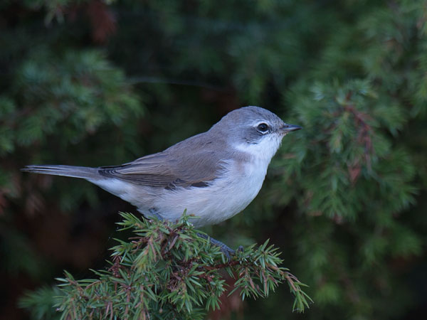 Hernekerttu, Lesser Whitethroat, Sylvia curruca