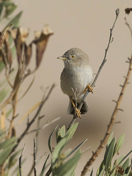 Kääpiökerttu, Asian Desert Warbler , Sylvia nana