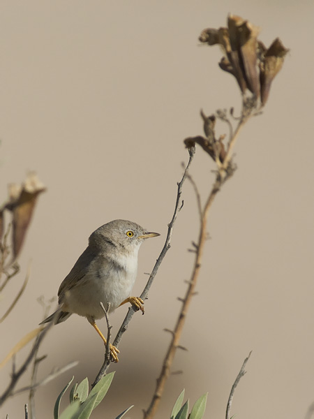 Kääpiökerttu, Asian Desert Warbler , Sylvia nana