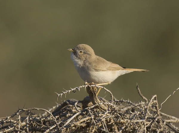 Kääpiökerttu, Asian Desert Warbler , Sylvia nana