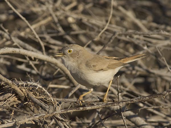 Kääpiökerttu, Asian Desert Warbler , Sylvia nana