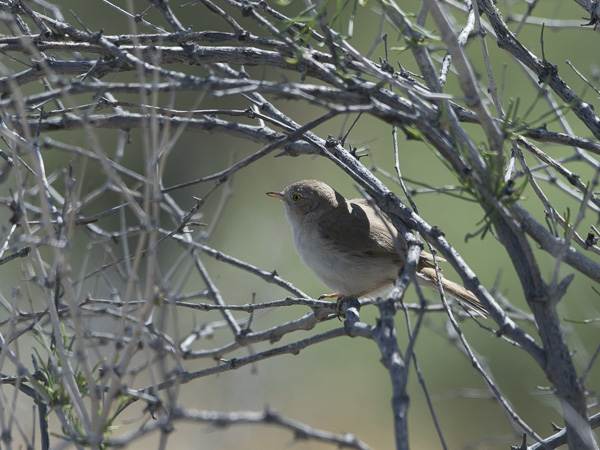 Kääpiökerttu, Asian Desert Warbler , Sylvia nana