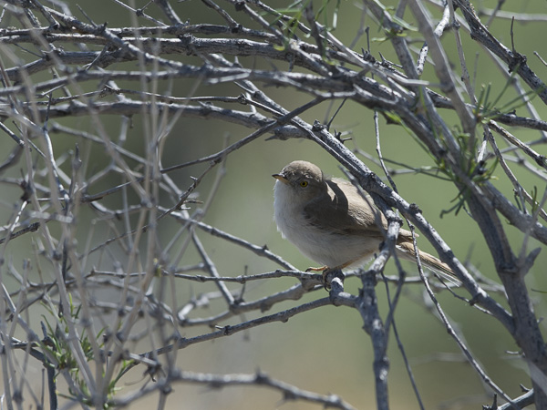 Kääpiökerttu, Asian Desert Warbler , Sylvia nana