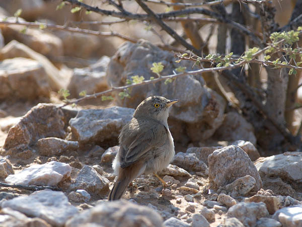 Kääpiökerttu, Asian Desert Warbler , Sylvia nana