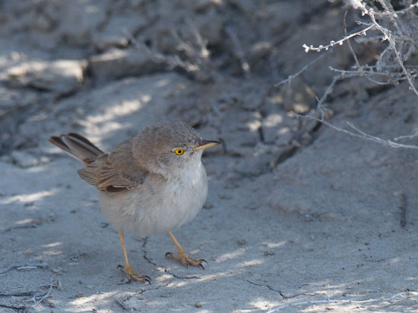 Kääpiökerttu, Asian Desert Warbler , Sylvia nana