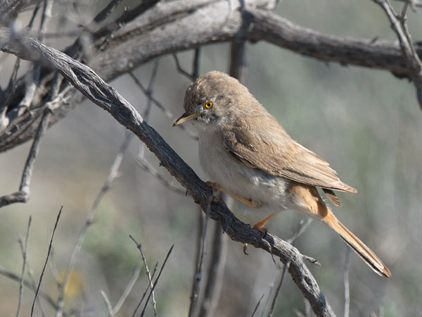 Kääpiökerttu, Asian Desert Warbler , Sylvia nana