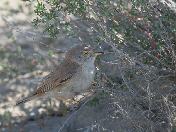 Kääpiökerttu, Asian Desert Warbler , Sylvia nana