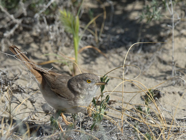 Kääpiökerttu, Asian Desert Warbler , Sylvia nana