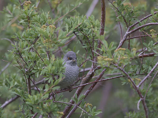 Kirjokerttu, Barred Warbler , Sylvia nisoria