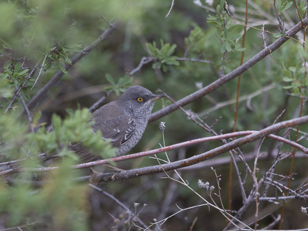 Kirjokerttu, Barred Warbler , Sylvia nisoria