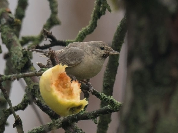 Kirjokerttu, Barred Warbler , Sylvia nisoria
