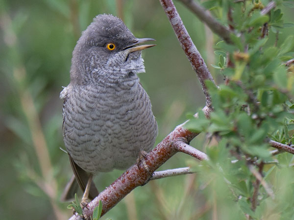 Kirjokerttu, Barred Warbler , Sylvia nisoria