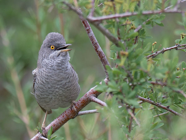 Kirjokerttu, Barred Warbler , Sylvia nisoria