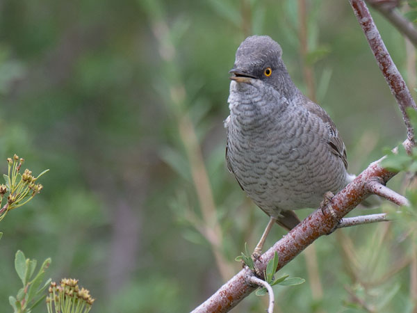 Kirjokerttu, Barred Warbler , Sylvia nisoria