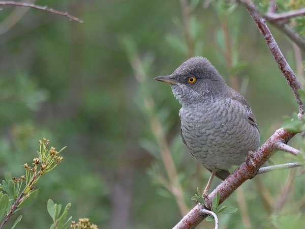 Kirjokerttu, Barred Warbler , Sylvia nisoria