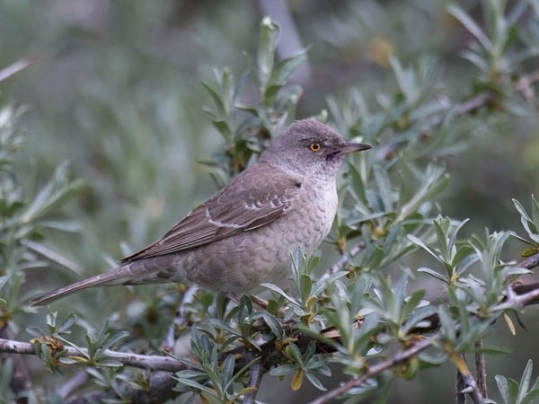 Kirjokerttu, Barred Warbler , Sylvia nisoria