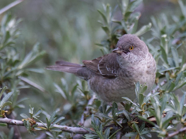 Kirjokerttu, Barred Warbler , Sylvia nisoria