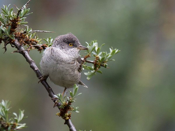 Kirjokerttu, Barred Warbler , Sylvia nisoria